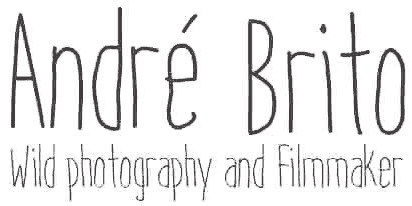 André Brito - Wild Photography and Filmmaker
