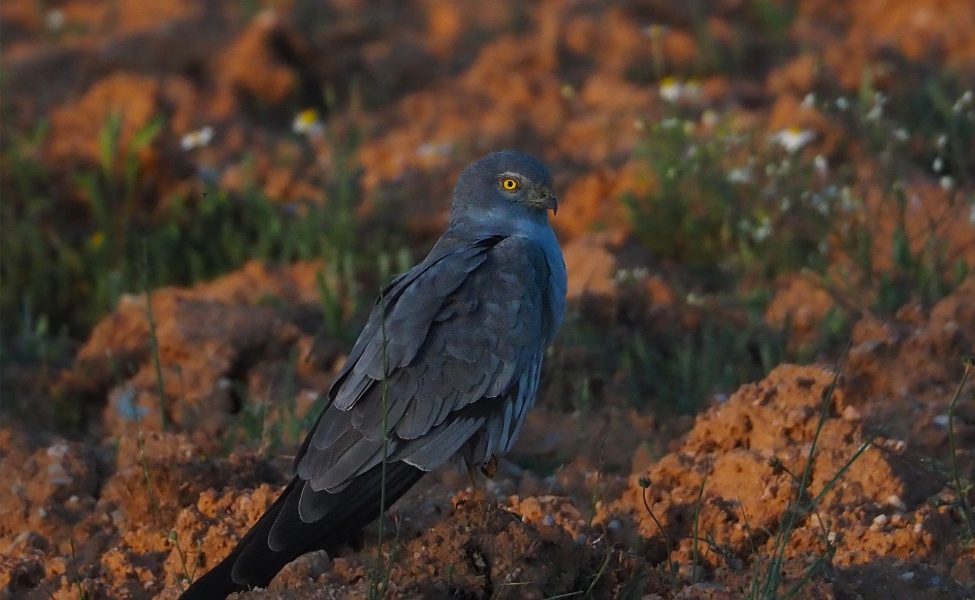Áreas abiertas con vegetación herbácea