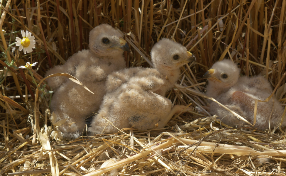 Las principales amenazas