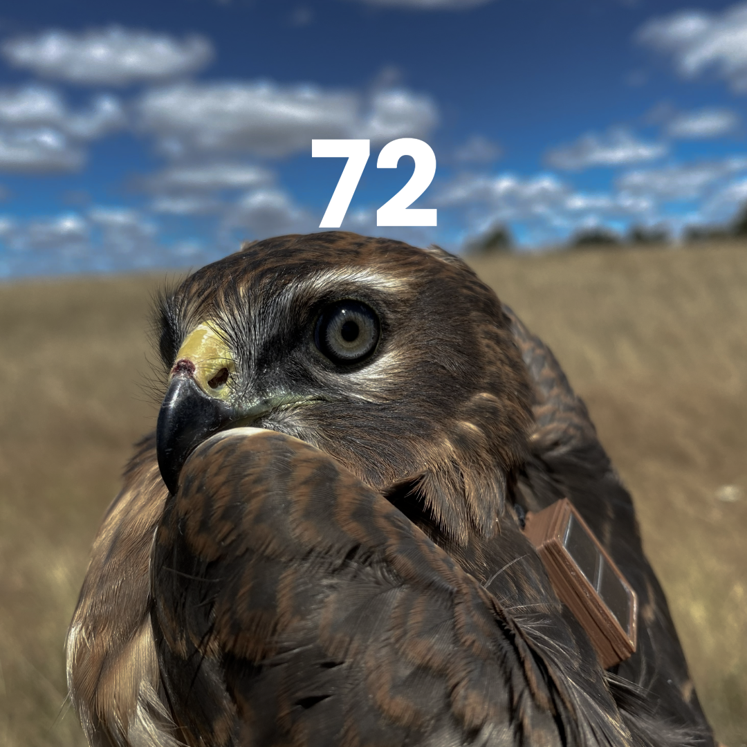 AVES MARCADAS COM DISPOSITIVO GPS