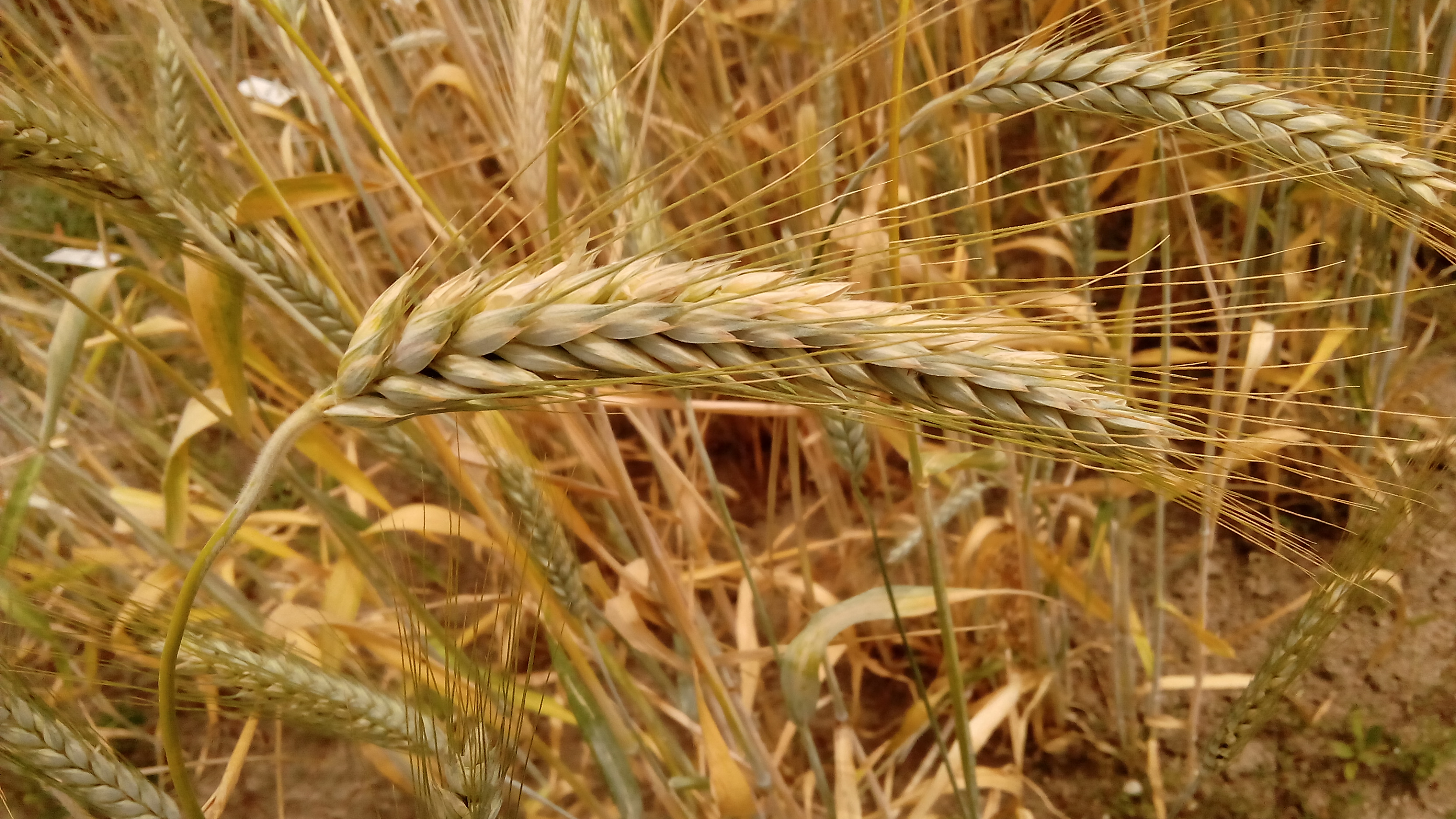 Incentivamos la creación de una organización de productores de cereales en la región norte de Portugal.