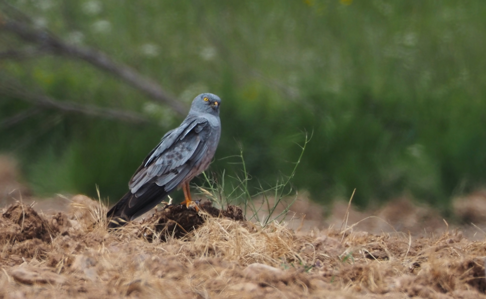 En peligro de extinción