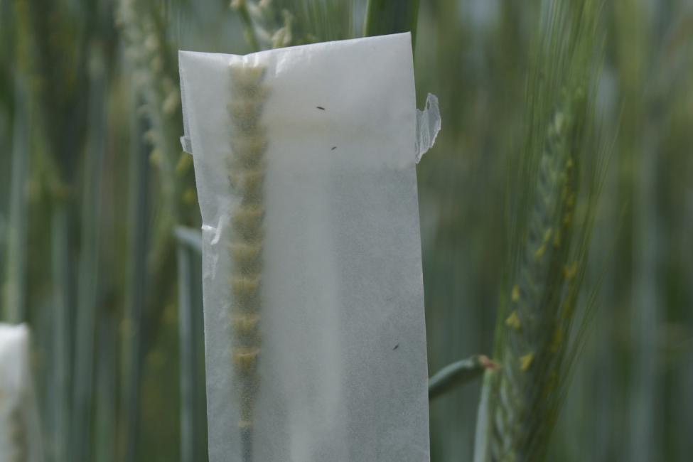 ¿EN QUÉ CONSISTEN LOS ENSAYOS?