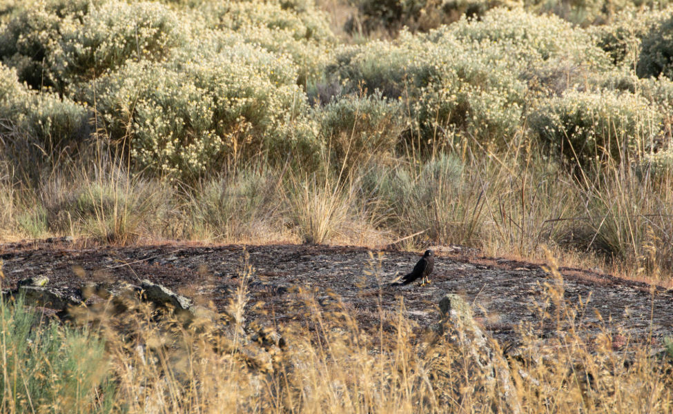Matorrales bajos en zonas montañosas