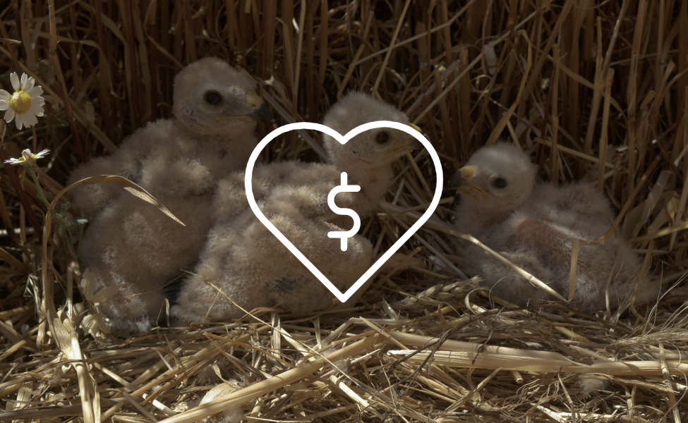 MECENAZGO AMBIENTAL Y BENEFICIOS FISCALES