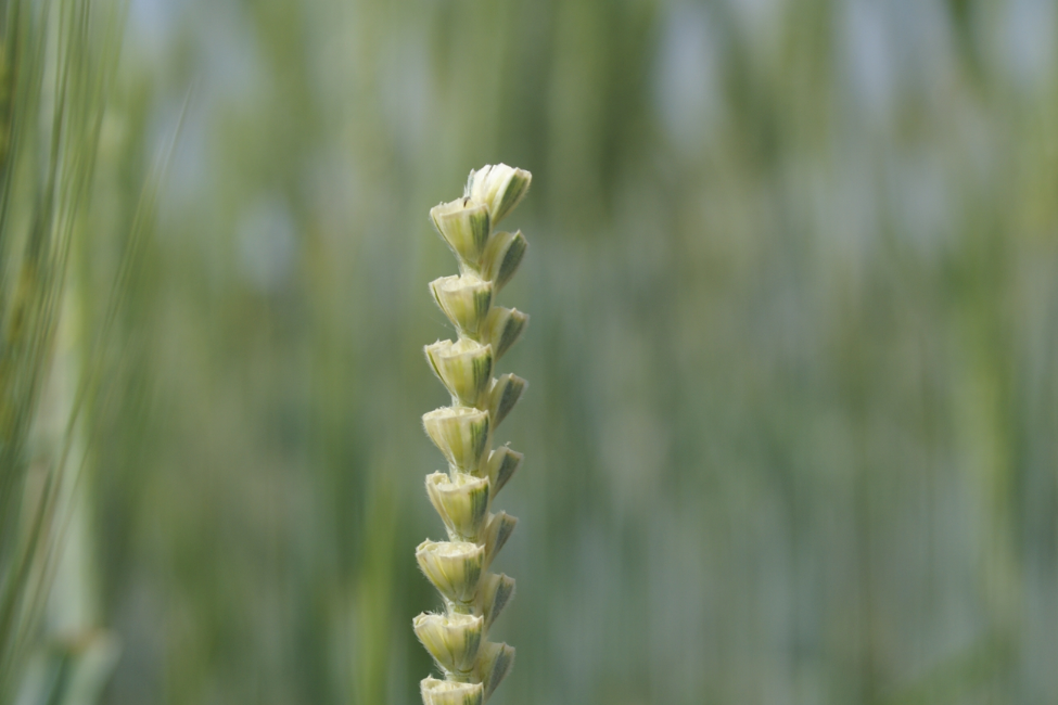 MEJORA DE LAS CONDICIONES DEL HÁBITAT DE REPRODUCCIÓN Y ALIMENTACIÓN