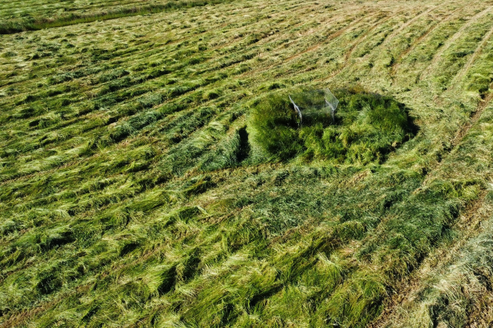MEJORA DEL ÉXITO REPRODUCTIVO, MITIGACIÓN DE AMENAZAS Y REDUCCIÓN DE LA MORTALIDAD
