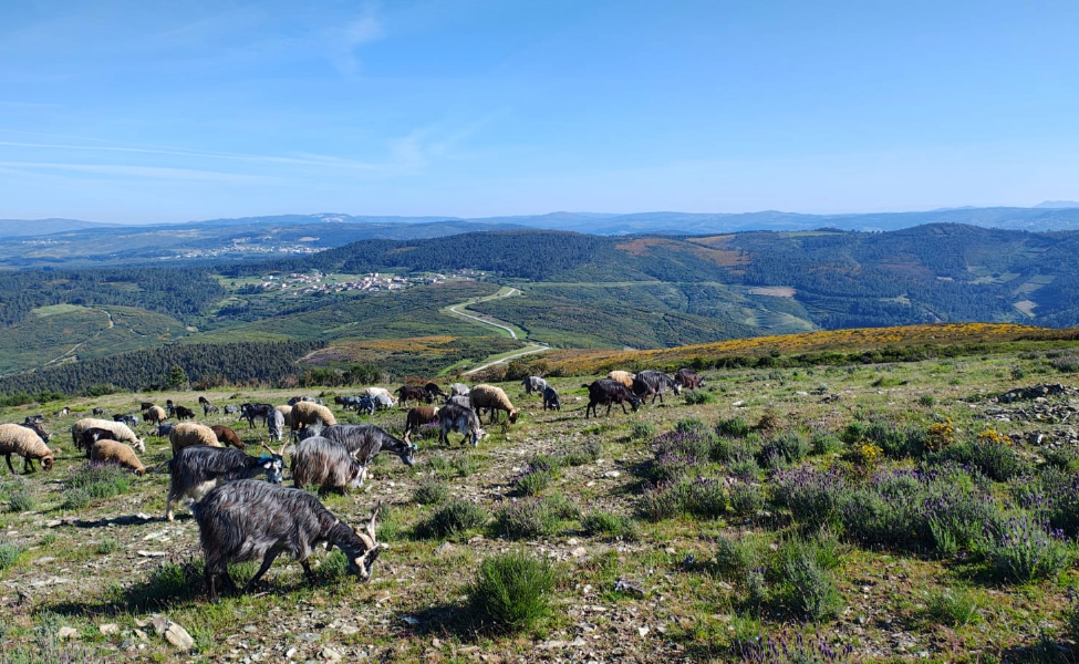 EL AGUILUCHO CENIZO TAMBIÉN MERECE SU ATENCIÓN