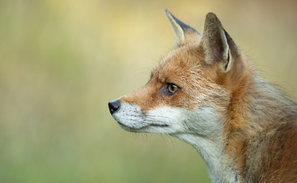 EGGS AND CHICKS ARE OFTEN PREDATED