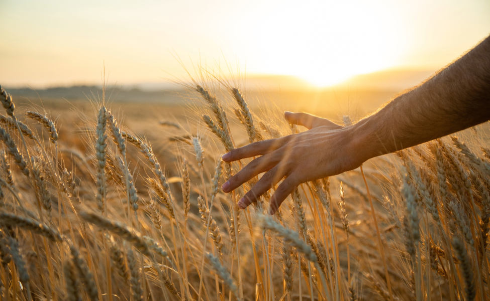 PRODUZCA CEREALES MÁS SOSTENIBLES Y CON VALOR AÑADIDO