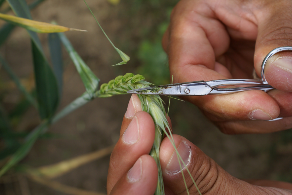 QUÉ CARACTERÍSTICAS QUEREMOS DETERMINAR?