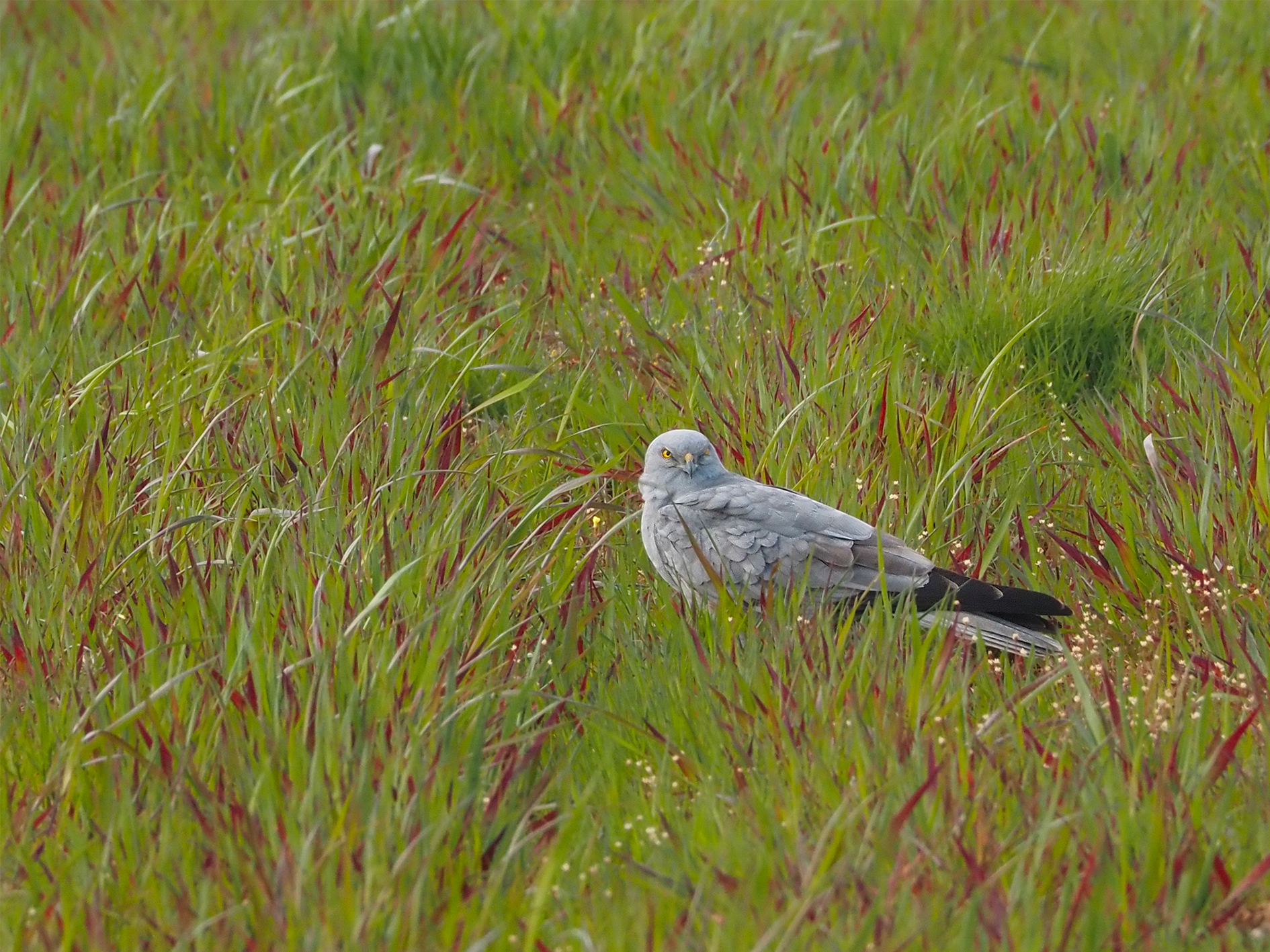 Red de amigos. ¡Proteja esta especie, únase!