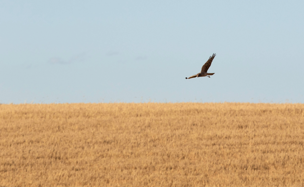 Terrenos agrícolas con cereales