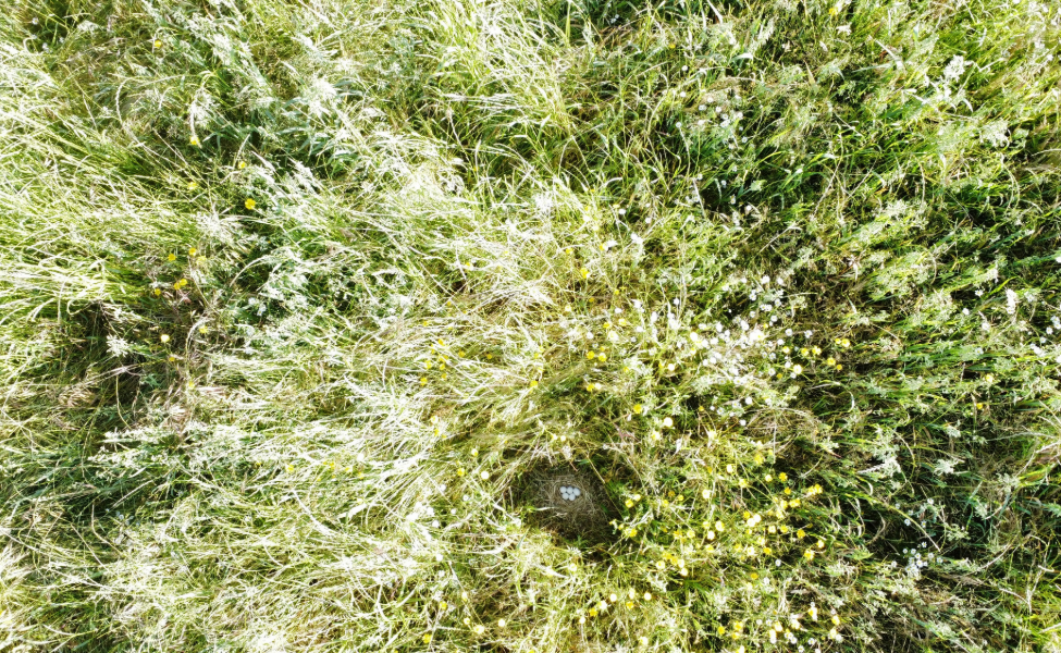 Terrenos agrícolas con cultivos forrajeros