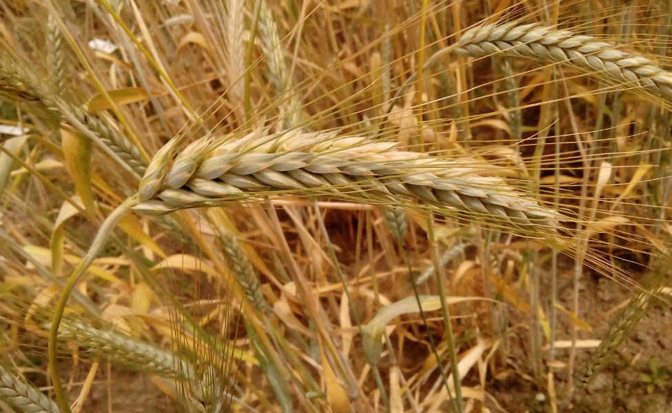 TRITICALE