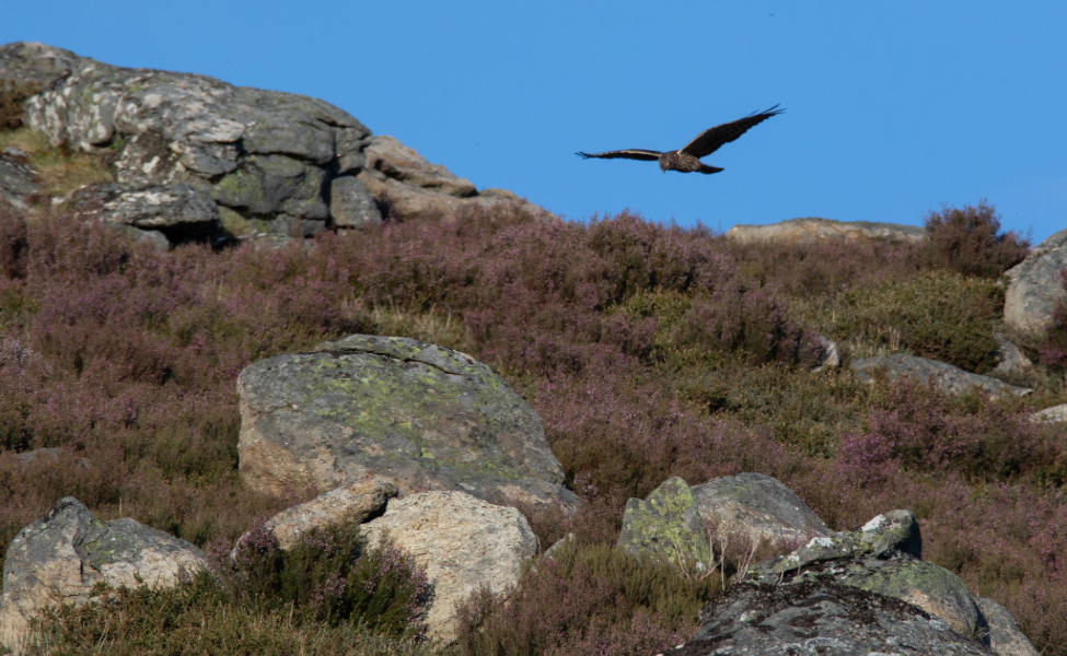 UN ALIADO DEL PAISAJE Y DEL CAMPO