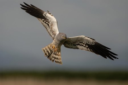 Lançado site do LIFE SOS Pygargus: o projeto que alia a conservação do tartaranhão-caçador à agricultura