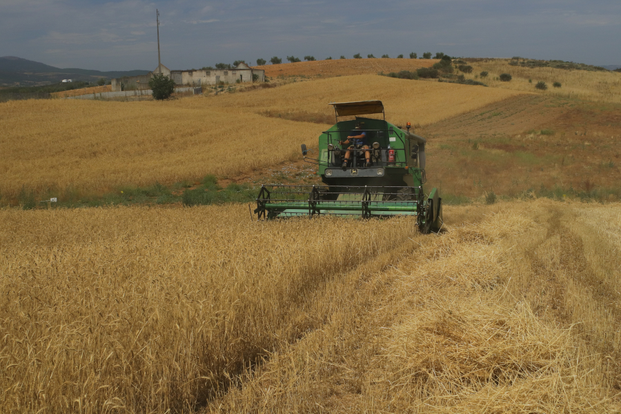 Ensayos con cereales: una vez segado el campo, el proyecto LIFE SOS Pygargus pasa a la fase de análisis de los resultados de la cosecha