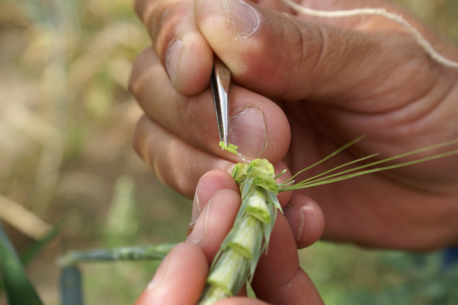 Researchers test cereals with greater potential to save the Montagu's harrier and increase national cereal production