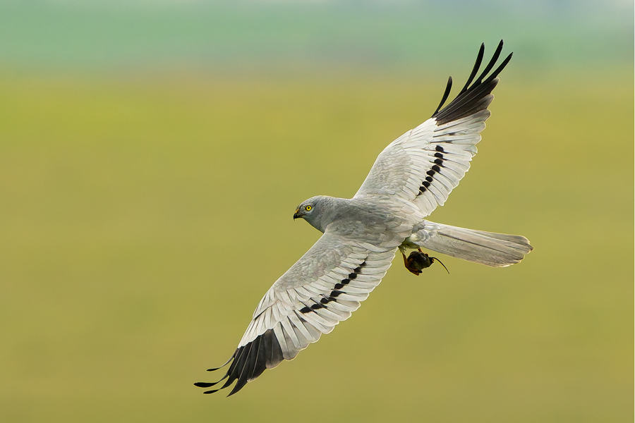 Sucesso reprodutor do tartaranhão-caçador aumentou 103% em áreas do projeto na Península Ibérica 