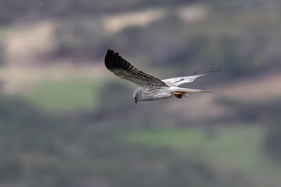 Montagu´s harrier: campaign to save the species from extinction is already on the ground in Portugal and western Spain 